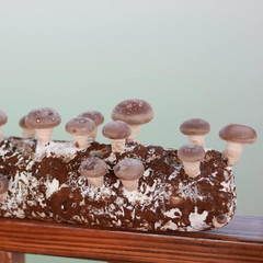 Organic Shiitake Mushroom Kit; Great Gift; Easy for Beginners, for Indoor Growin