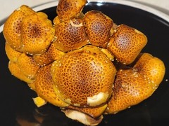 Chestnut Mushroom Pholiota adiposa Liquid Culture 10+ ml Sweet Snappy Nutty Rare