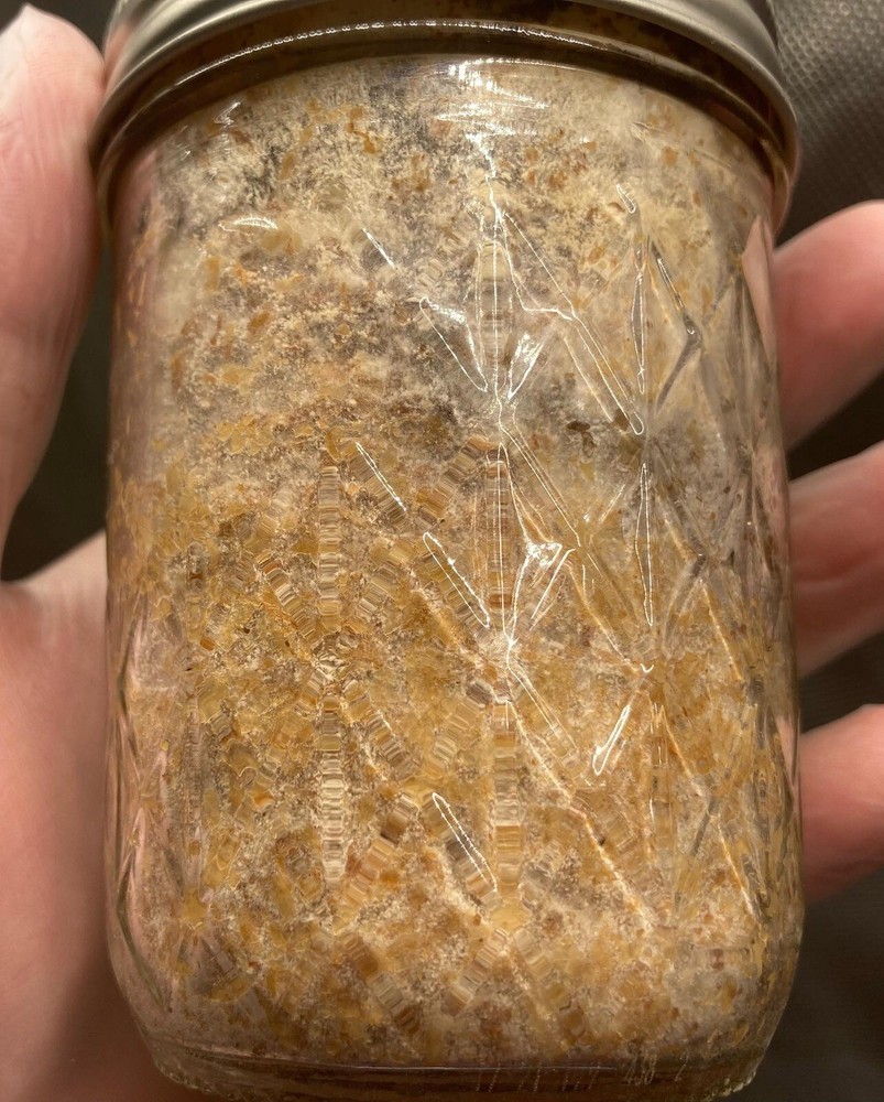 Chicken of the Woods Grain Spawn