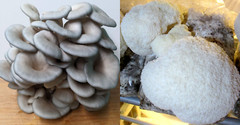 Lion’s Mane + King Blue Oyster 2 Pack – Gourmet Mushroom Beginners Grow Kit