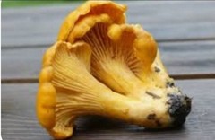 4 Pack! Chanterelle Mushroom – Garden Grow Kit – Organic Mushroom Starter