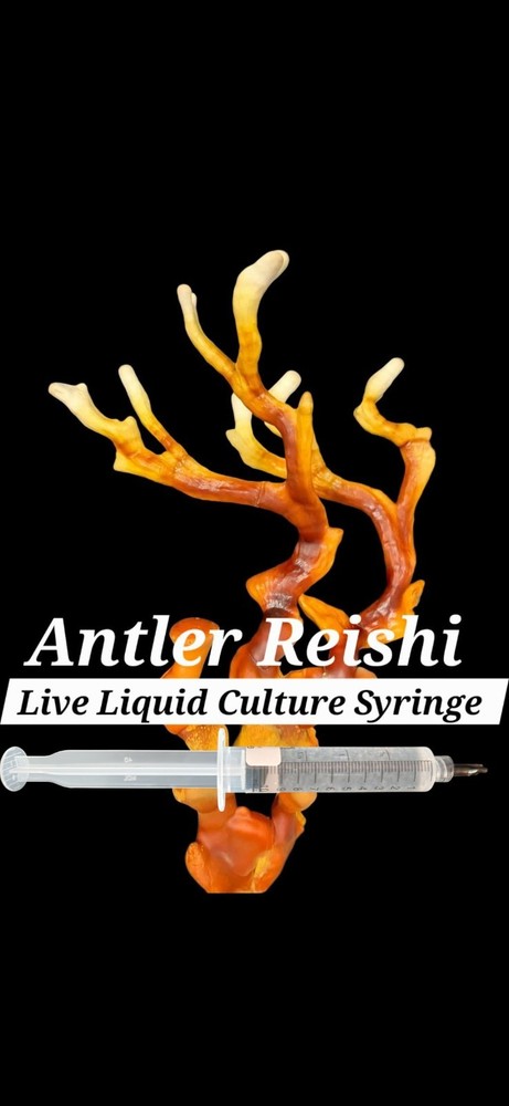 Antler Reishi Mushroom Liquid Culture Syringe