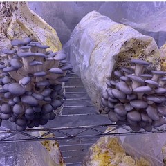 Christmas deal Mushroom Growing Bags Mycelium Seeds Substrate 100 Bags 4×13