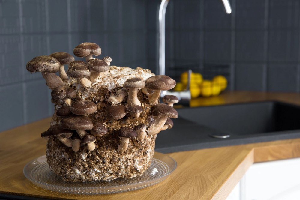 Mushroom Grow Kit