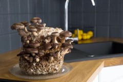 Mushroom Grow Kit