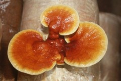 Reishi Liquid Culture – 12cc Syringe – 10 Pack – Chefs Mushrooms