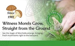 Grow Kit Morel Mushrooms – Organic Morel Mushroom Growing Kit
