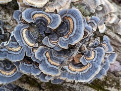 Gourmet Mushroom Culture Special! Over 180 Species Available at PrimeFungi