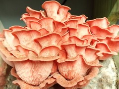 Pink Oyster Mushroom Liquid Fungi Culture 10ml