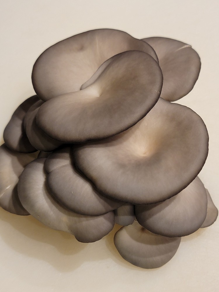 Blue Oyster Pleurotus ostreatus Liquid Culture 10+ ml Great Clone EASY SELECTION