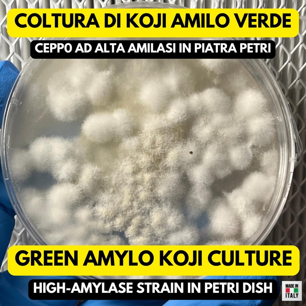 Green Amilo Koji Petri Plate | Aspergillus oryzae Culture Fermentation
