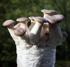 10cc Liquid Culture of CLEAN King Oyster Mycelium for Easy Cultivation