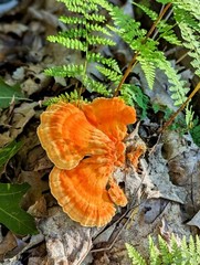Gourmet Mushroom Culture Special! Over 180 Species Available at PrimeFungi