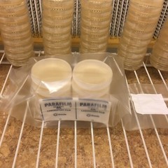 10 Petri Dishes Bacterialogical Potato Dextrose Agar Pre-Made Sterile 60x15mm