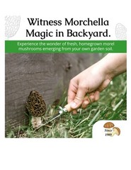 Morel Mushroom Grow Kit GROW MORELS IN YOUR BACKYARD – START THIS SUMMER!