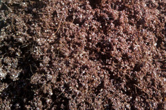 Mushroom CVG Substrate Coco Coir Vermiculite Gypsum 20lbs Pastureized Free Ship