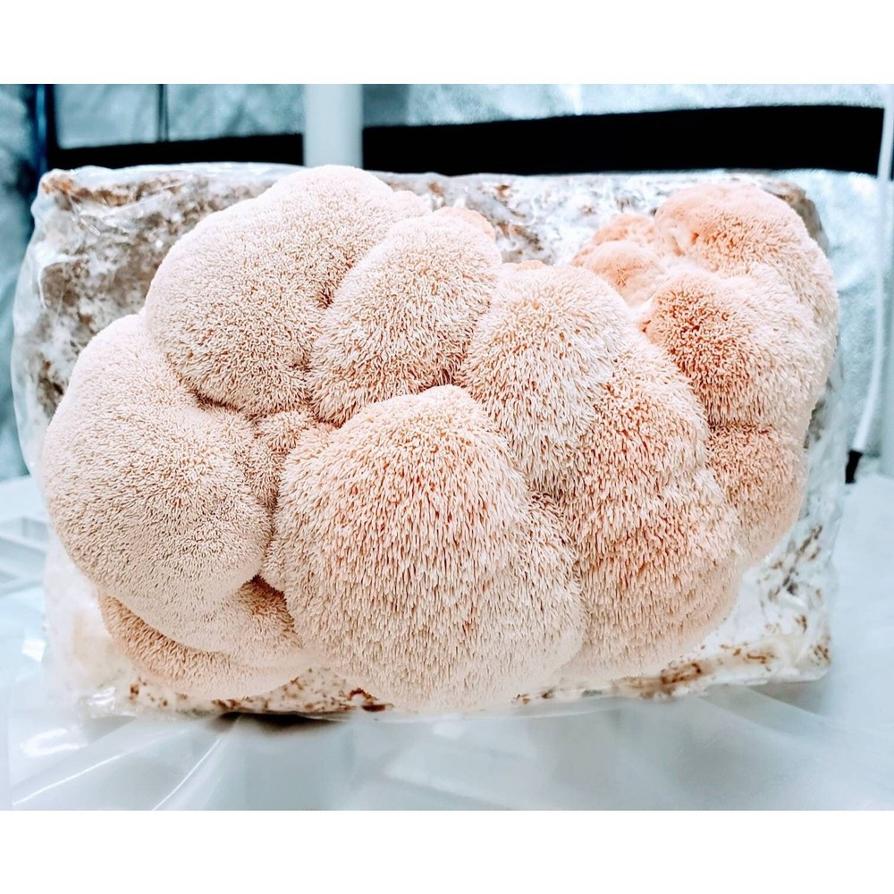 PINK LION’S MANE™ Liquid Culture (Hericium erinaceus)