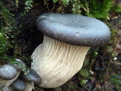 Seeds Mushroom Oyster Blue Mycelium Spawn Spores Organic Ukraine