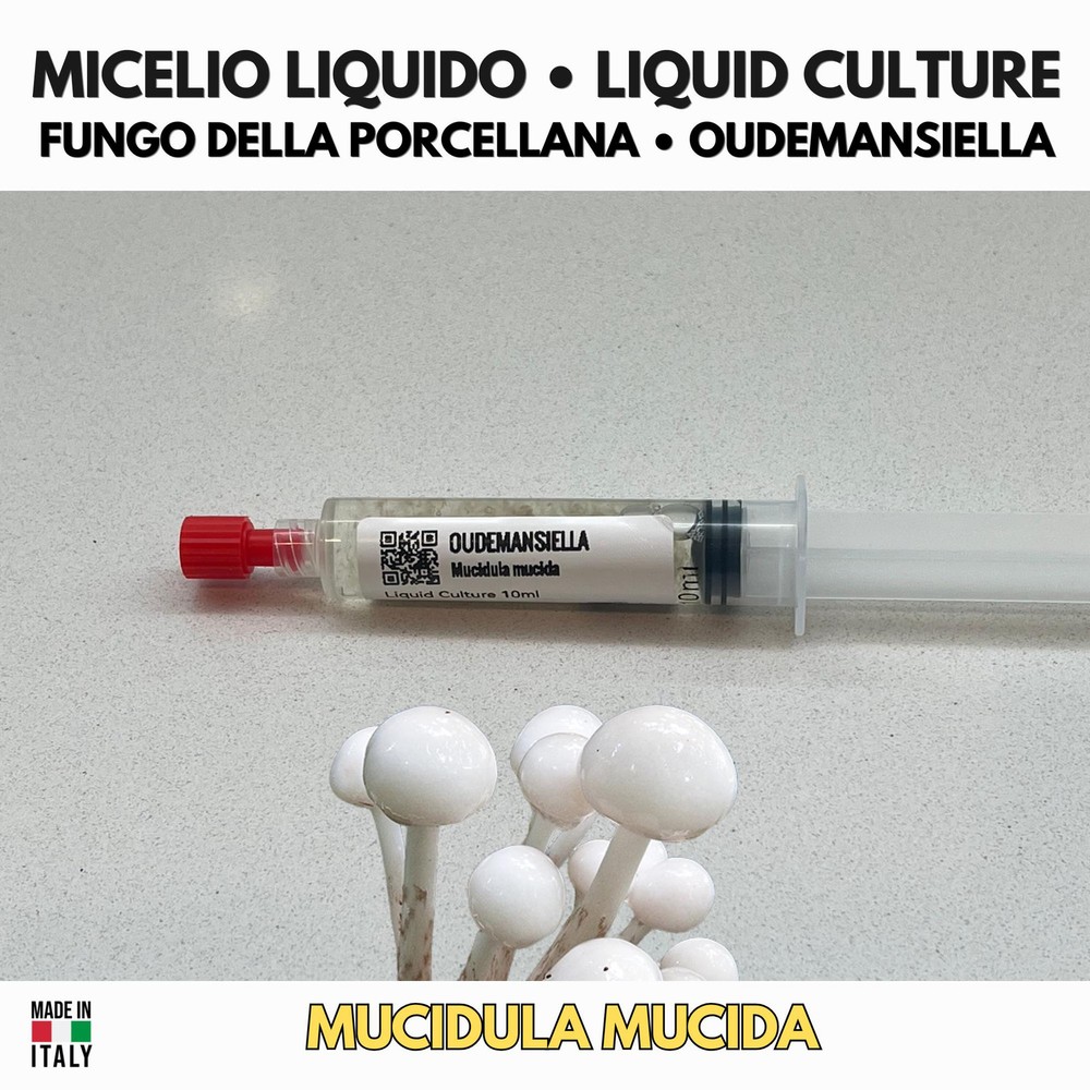Oudemansiella mucida Liquid Culture • Porcelain Mushroom • Gourmet Mycelium