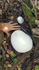 GIANT PUFFBALL MUSHROOM GROWING KIT. OVER 1 BILLION SPORES – Calvatia gigantea!