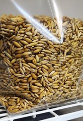 1 Monotub & 3lbs Exotic Substrate + 2lbs Whole Oats Full Mushroom Grow Kit (S)