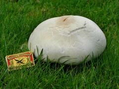 Seeds Mushroom Puffball Dozdevik Giant Mycelium Spawn Spores Organic