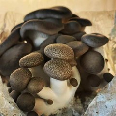 Mushroom Kits