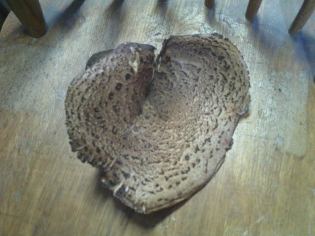 6″ X 7.5″ Pheasant Back Mushroom (Polyporus squamosus) DRIED FOR 6 MONTHS