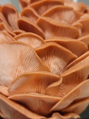 Pink Oyster ‘Flamingo’ Mushroom Pleurotus djamor Liquid Culture Syringe 10+ ml