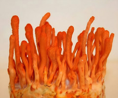 Cordyceps Liquid Culture – 12cc Syringe – 10 Pack – Chefs Mushrooms