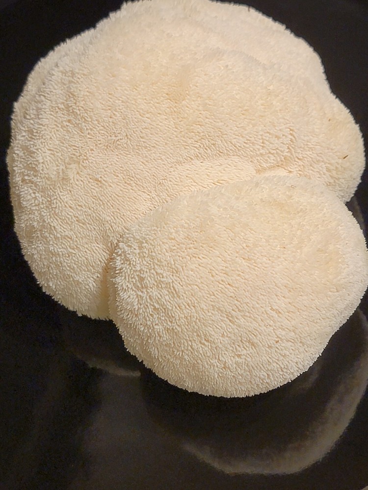 Lion’s Mane ‘Brainiac’ Hericium erinaceus Mushroom Mycelium Liquid Culture 10+ml