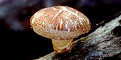 Seeds Mushroom Shiitake Imperial Mycelium Spawn Spores Organic Ukraine