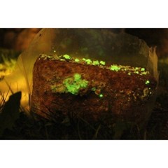 Glow in the dark Bioluminescent Mushroom Liquid Culture Panellus Stipticus