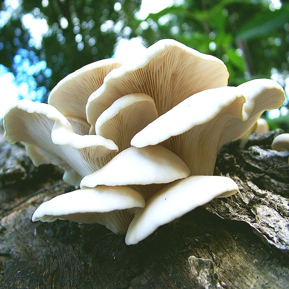 Florida Oyster Mushroom (Pleurotus ostreatus var. Florida) Liquid Culture