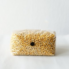 6 Pack | 5lb Drippy Corn Grain Spawn