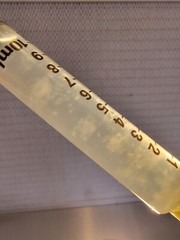 Portobello ‘Baby Bella’ Agaricus bisporus Liquid Culture Syringe 10+ ml Cm Clone
