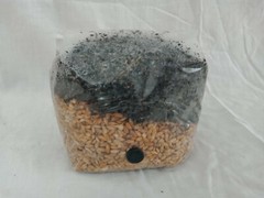 2 All in One Mushroom Grow Bags Sterilized 3 lb GROWING BIO-BAG KIT FAST SHIP[B]