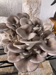 Iron Mountain Mushrooms Master’s Mix Mushroom Substrate – 5lbs Blocks 50/50