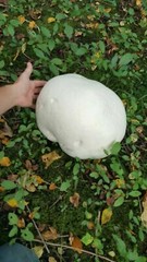 GIANT PUFFBALL MUSHROOM GROWING KIT. OVER 1 BILLION SPORES – Calvatia gigantea!