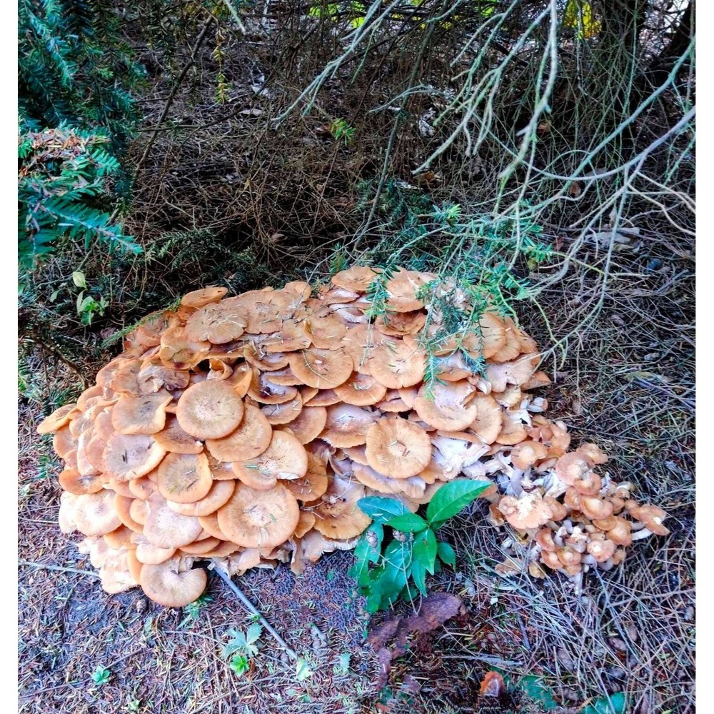 Desarmillaria caespitosa liquid culture. Ringless Honey Mushroom