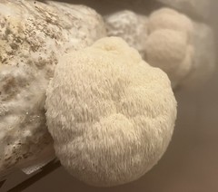 2-pack, Lions Mane and Blue Oyster Mushroom, 5# master’s mix blocks