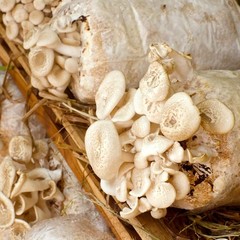 Durable 6 Mil Mushroom Spawn Bags – 25 Pack, 5″ x 8″ x 20″ for Optimal Growth