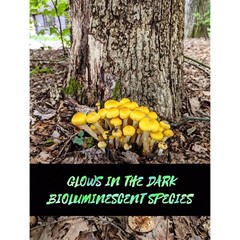 Honey Mushroom Liquid Culture (Armillaria mellea) Bioluminescent species