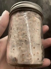 Pink Oyster Grain Spawn