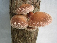 Seeds Mushroom Shiitake Imperial Mycelium Spawn Spores Organic Ukraine