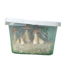 Complete Dubtub Starter Mushroom Grow Kit – Simply Introduce Your Spores