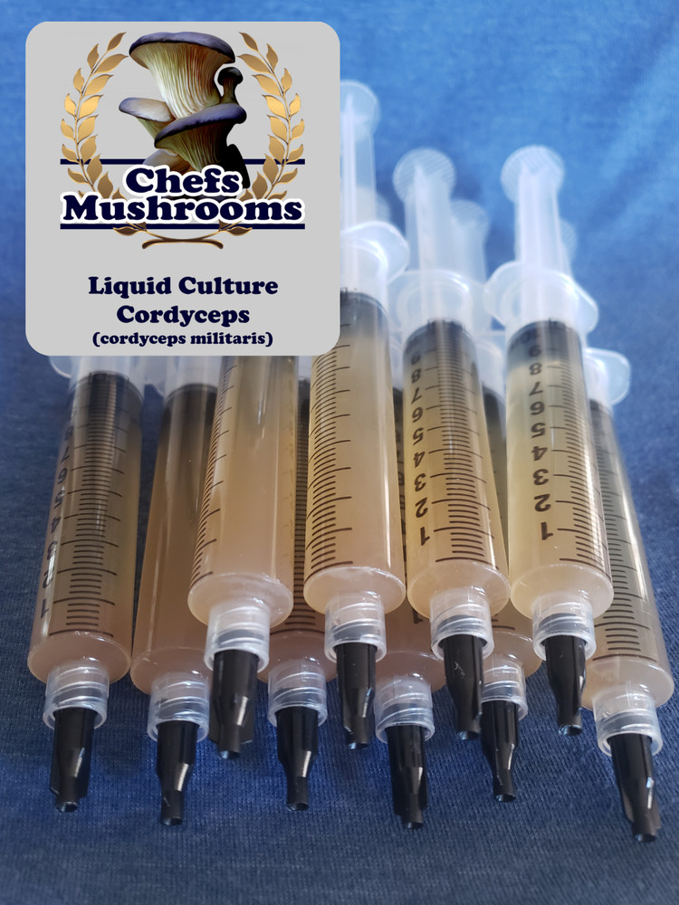 Cordyceps Liquid Culture – 12cc Syringe – 10 Pack – Chefs Mushrooms