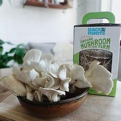 Back to the Roots Organic Mushroom Farm Grow Kit Harvest Gourmet Oyster Mush