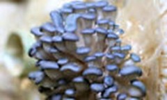 “Seeds “Mushroom Oyster Blue – Spores Organic – 20 gr