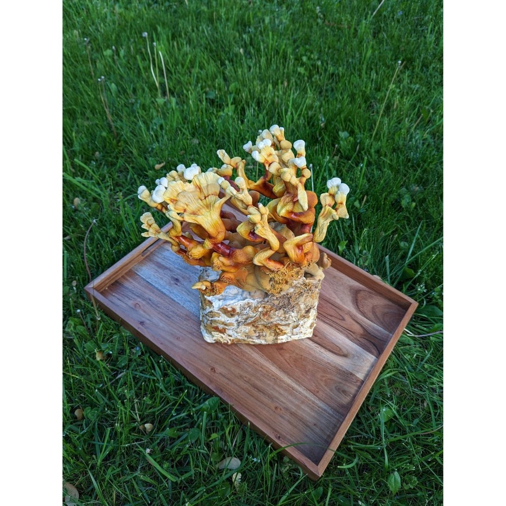 Antler Reishi, Ganoderma multipileum, liquid mushroom culture